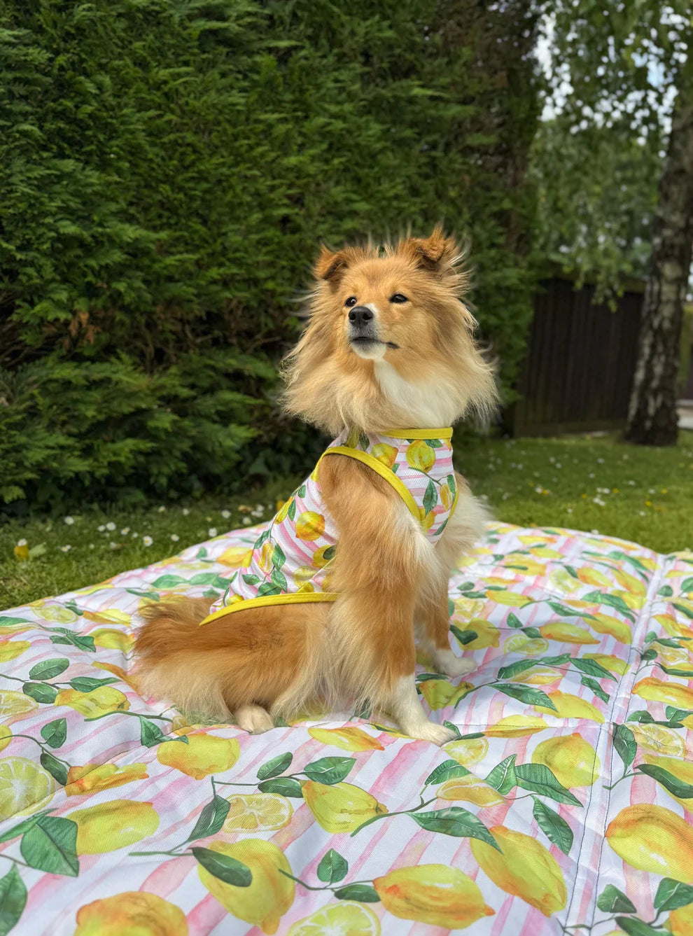 Lemons cooling vest