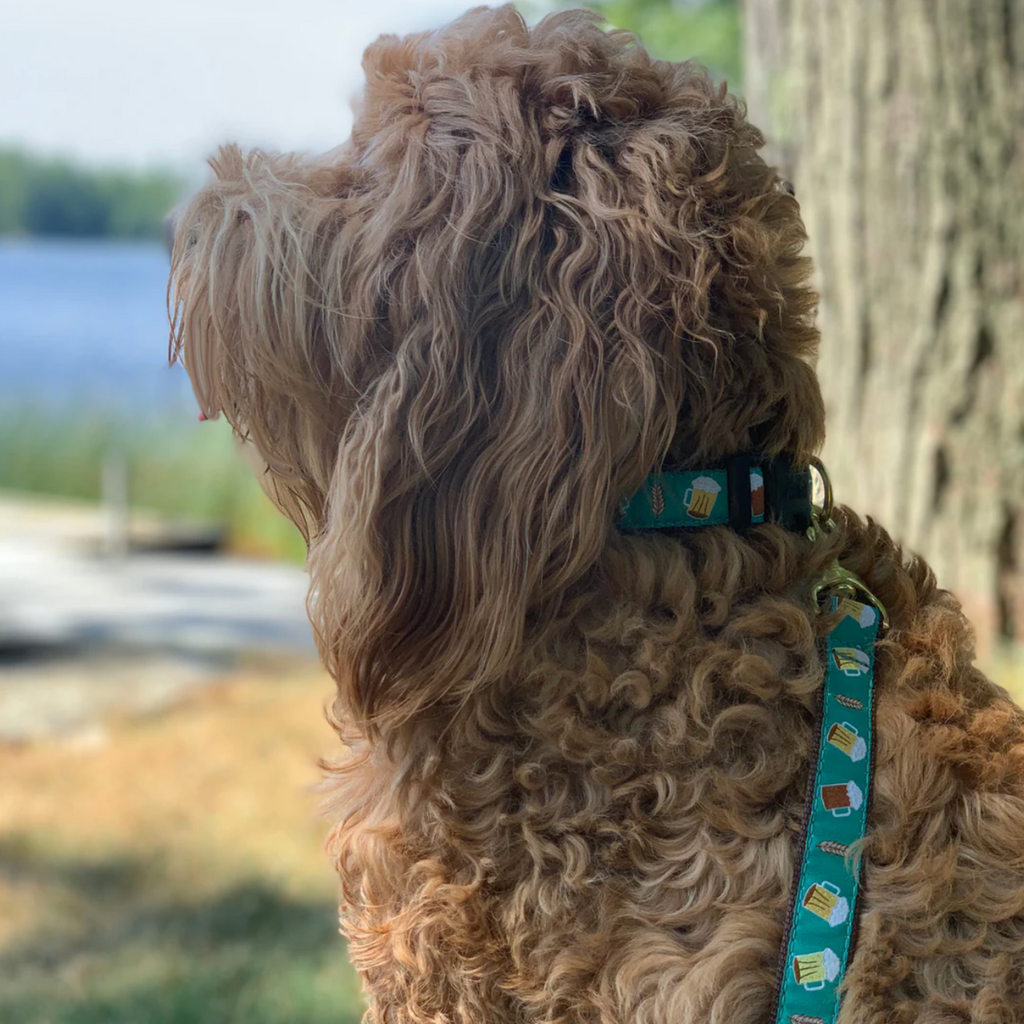 Cheers & Beers dog  collar