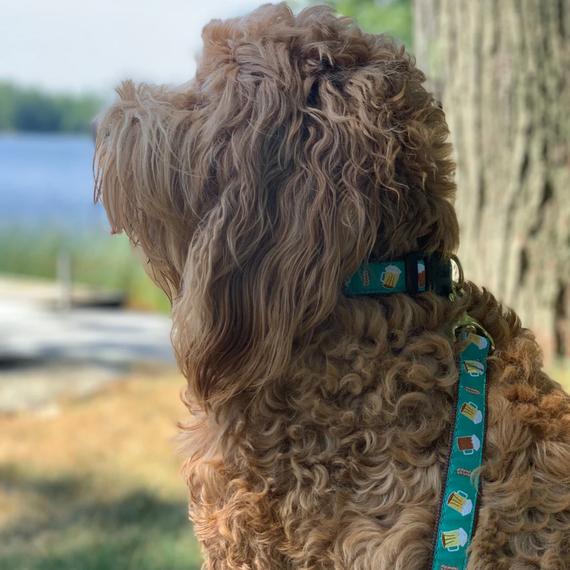 Cheers & Beers dog  collar