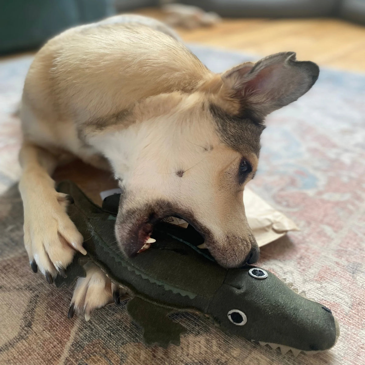 Colin the Crocodile dog toy