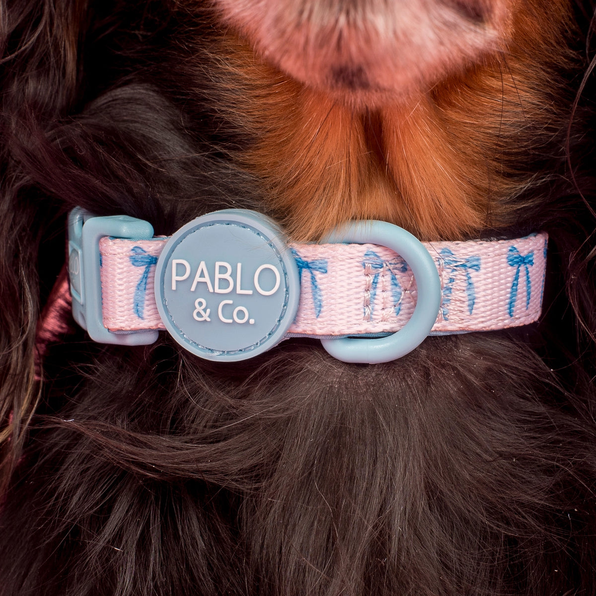 Baby blue bow collar pablo & Co