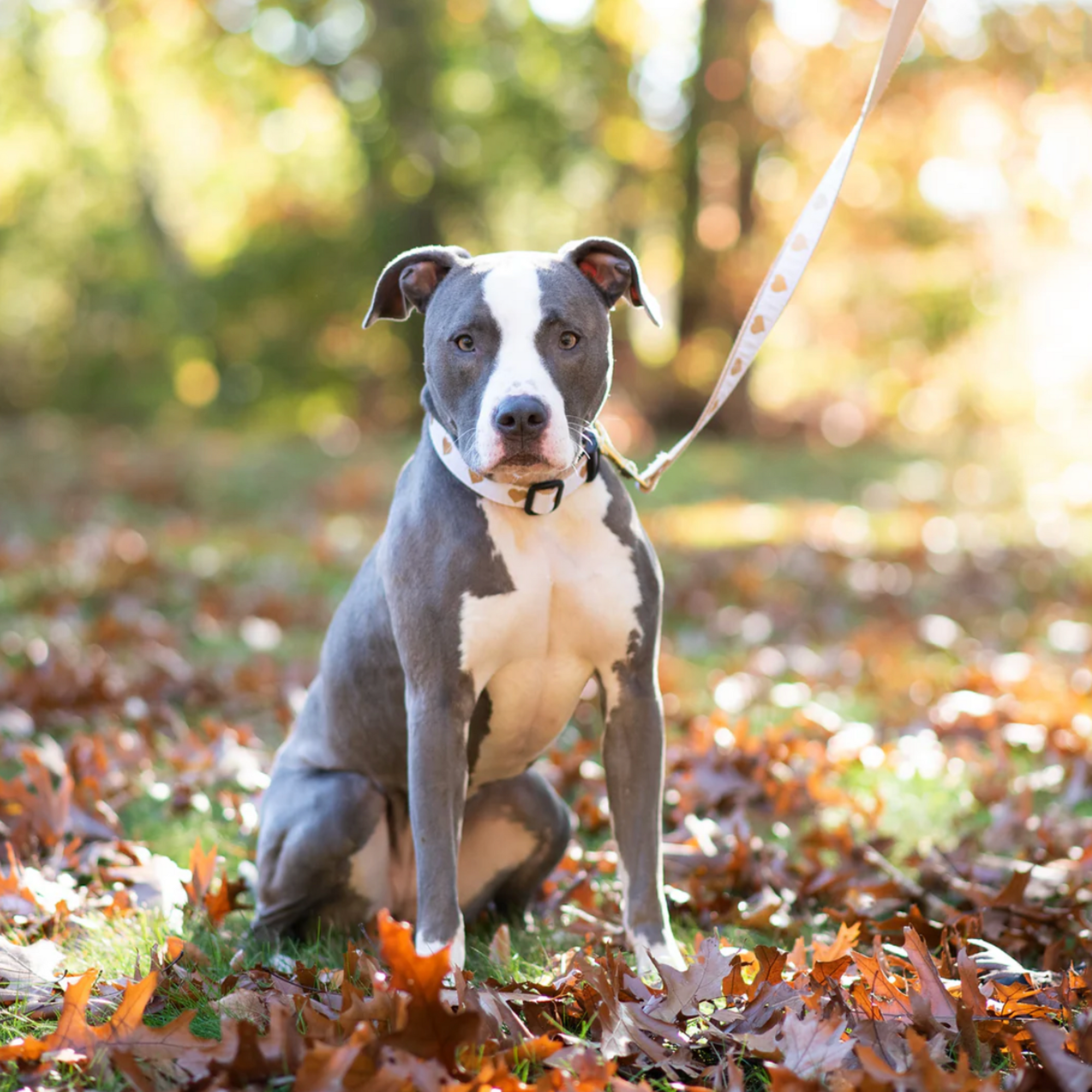 Heart Of Gold Collar