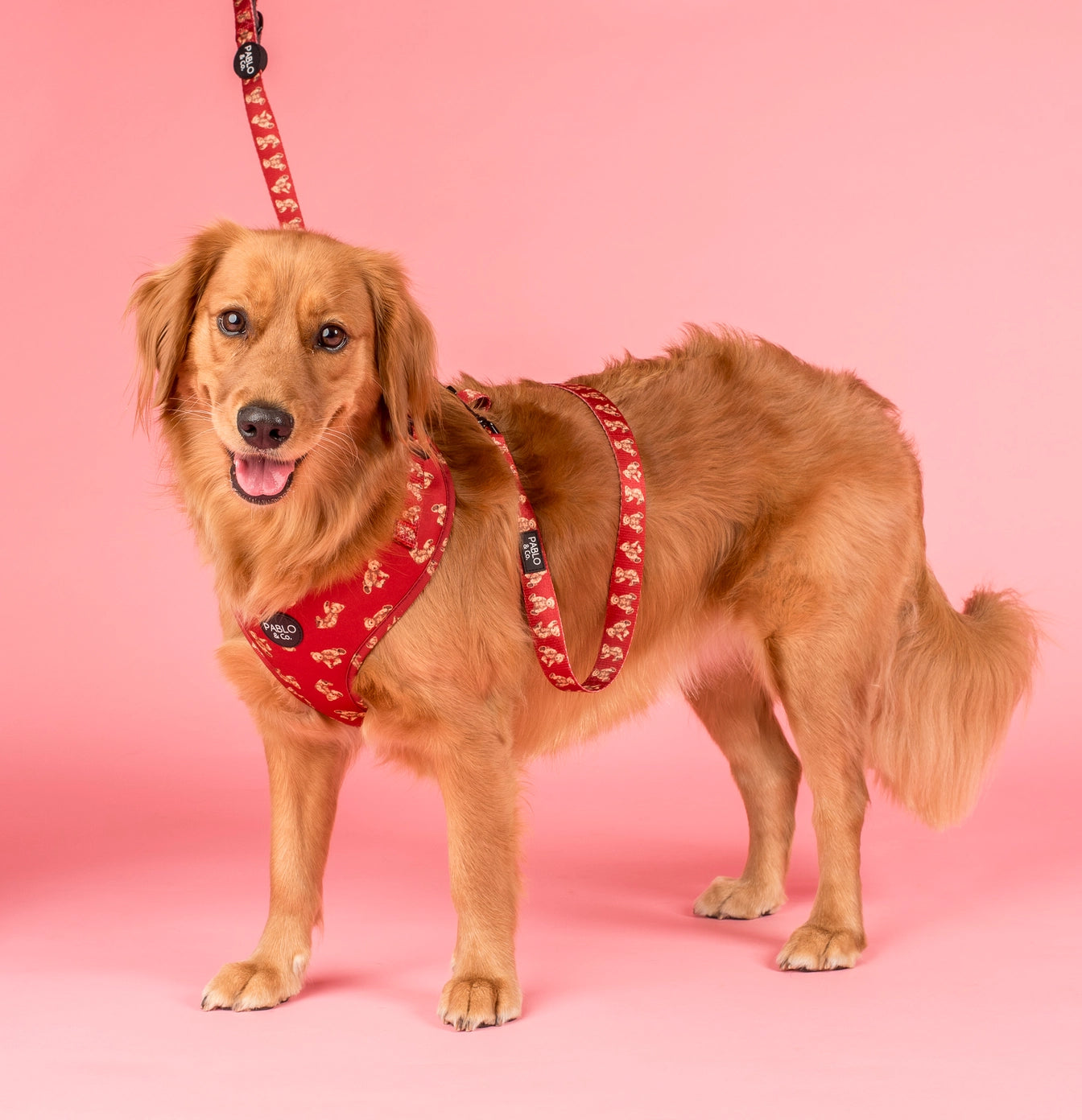 Henry bear dog harness