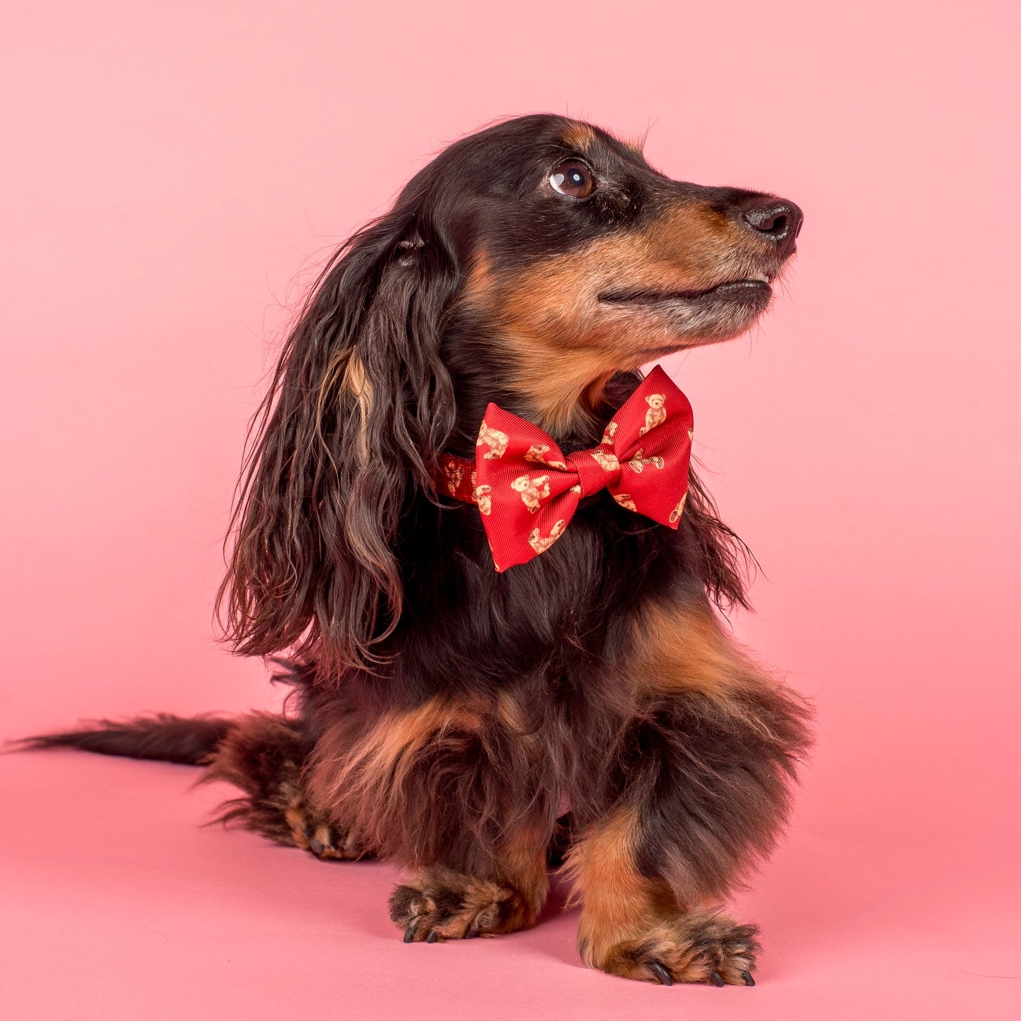 Henry bear bow tie