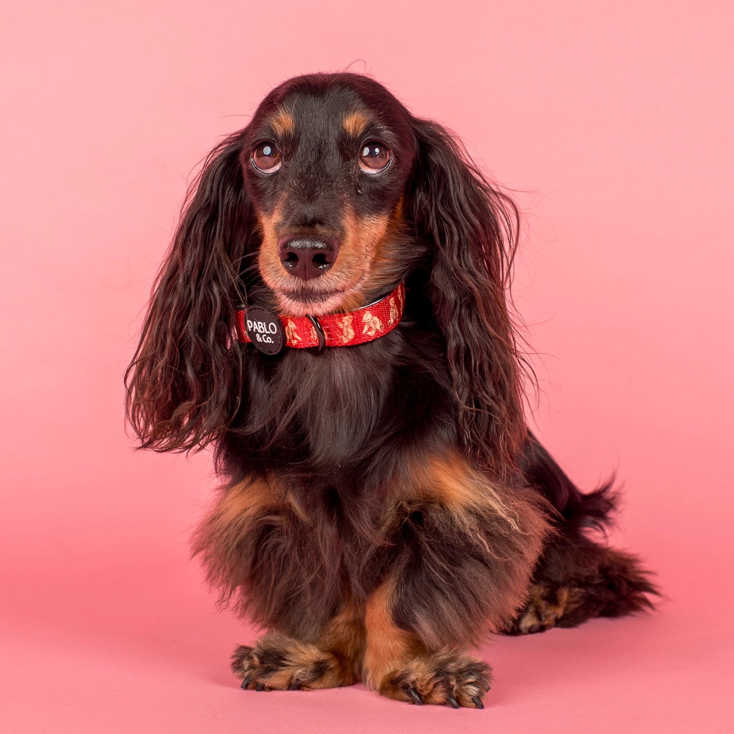Henry bear collar