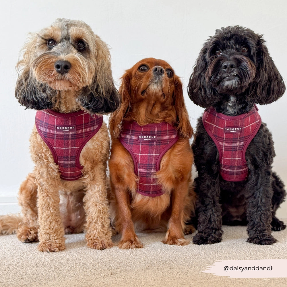 Cocopup mulberry plaid harness