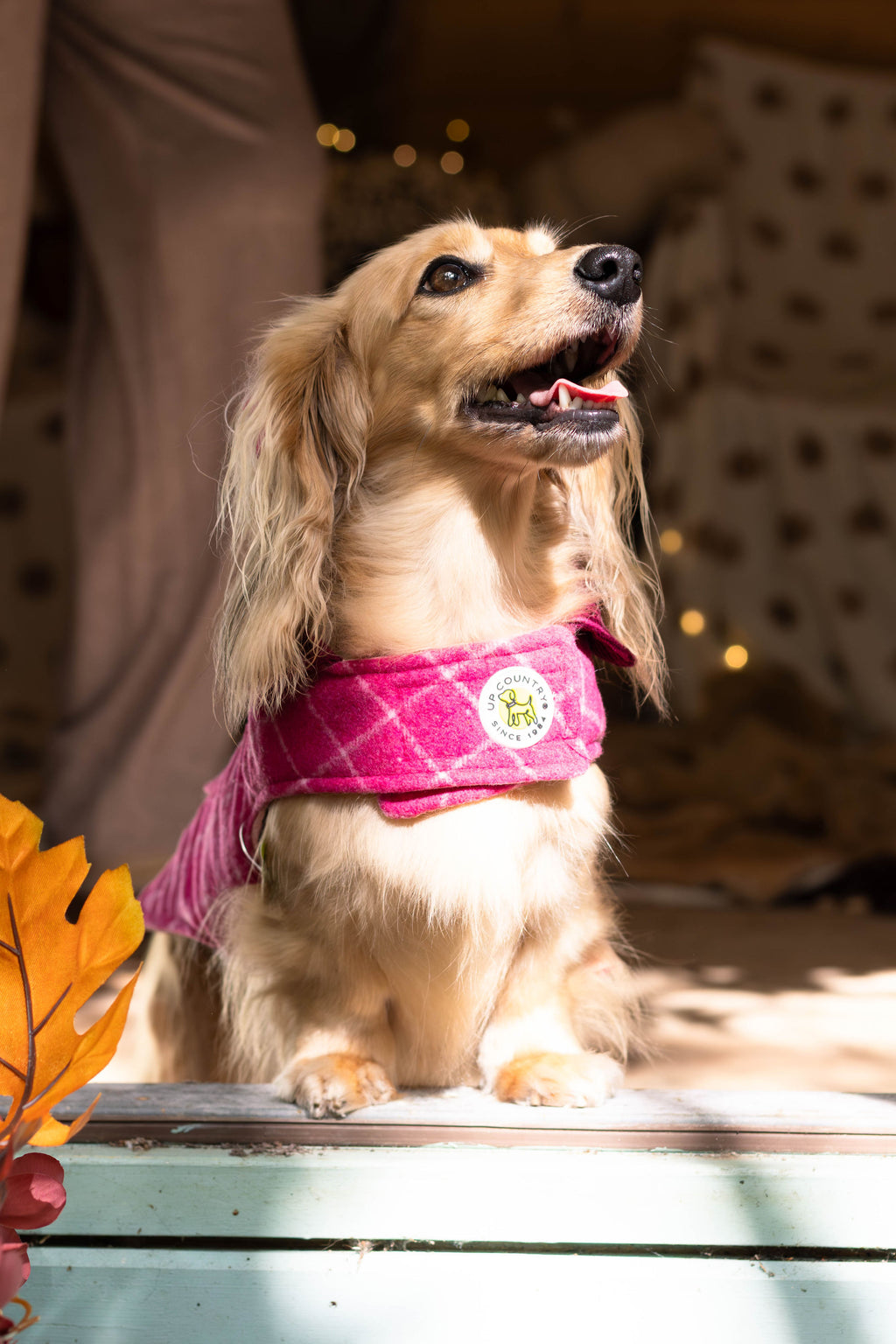 Tweed Dog Coat