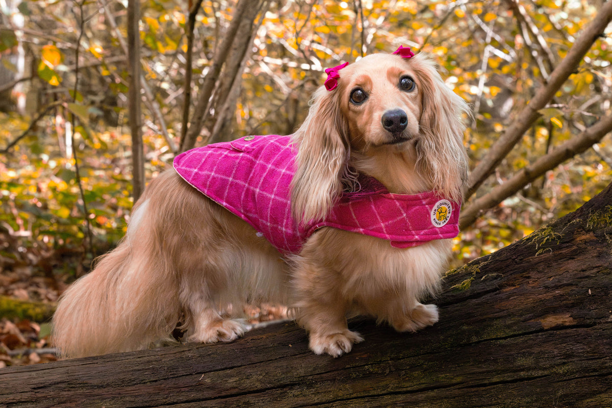 Tweed Dog Coat