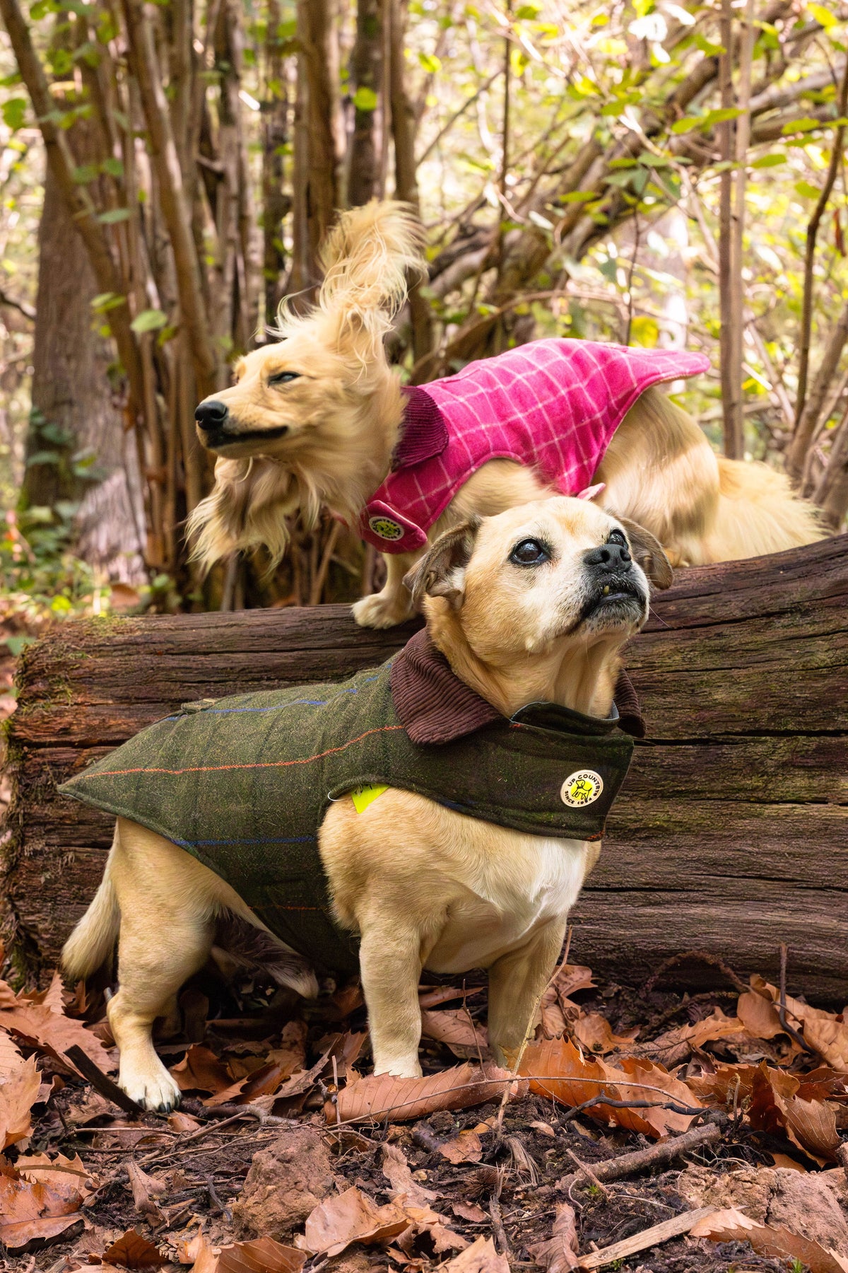 Tweed Dog Coat