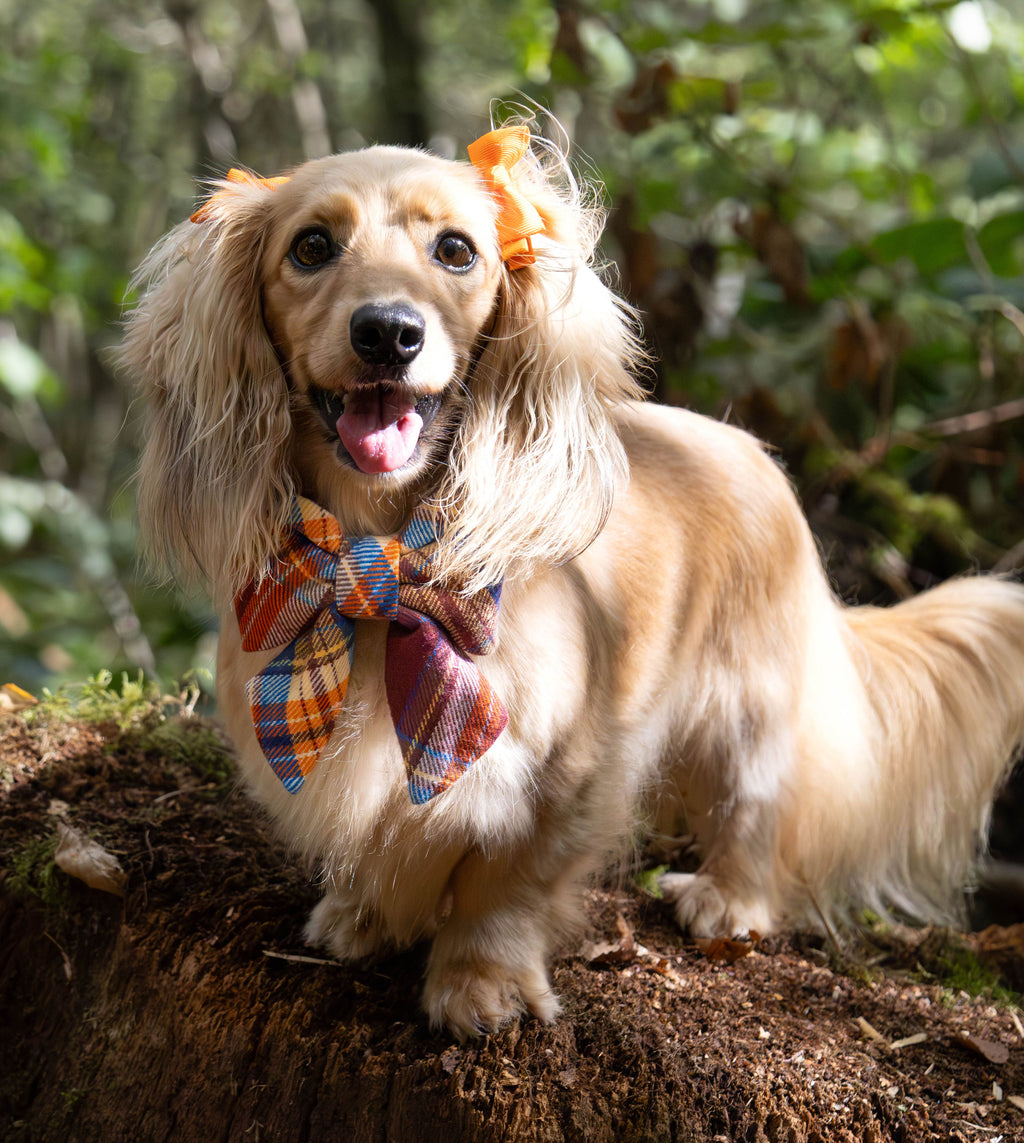 Marlow Plaid Flannel Lady Dog Bow