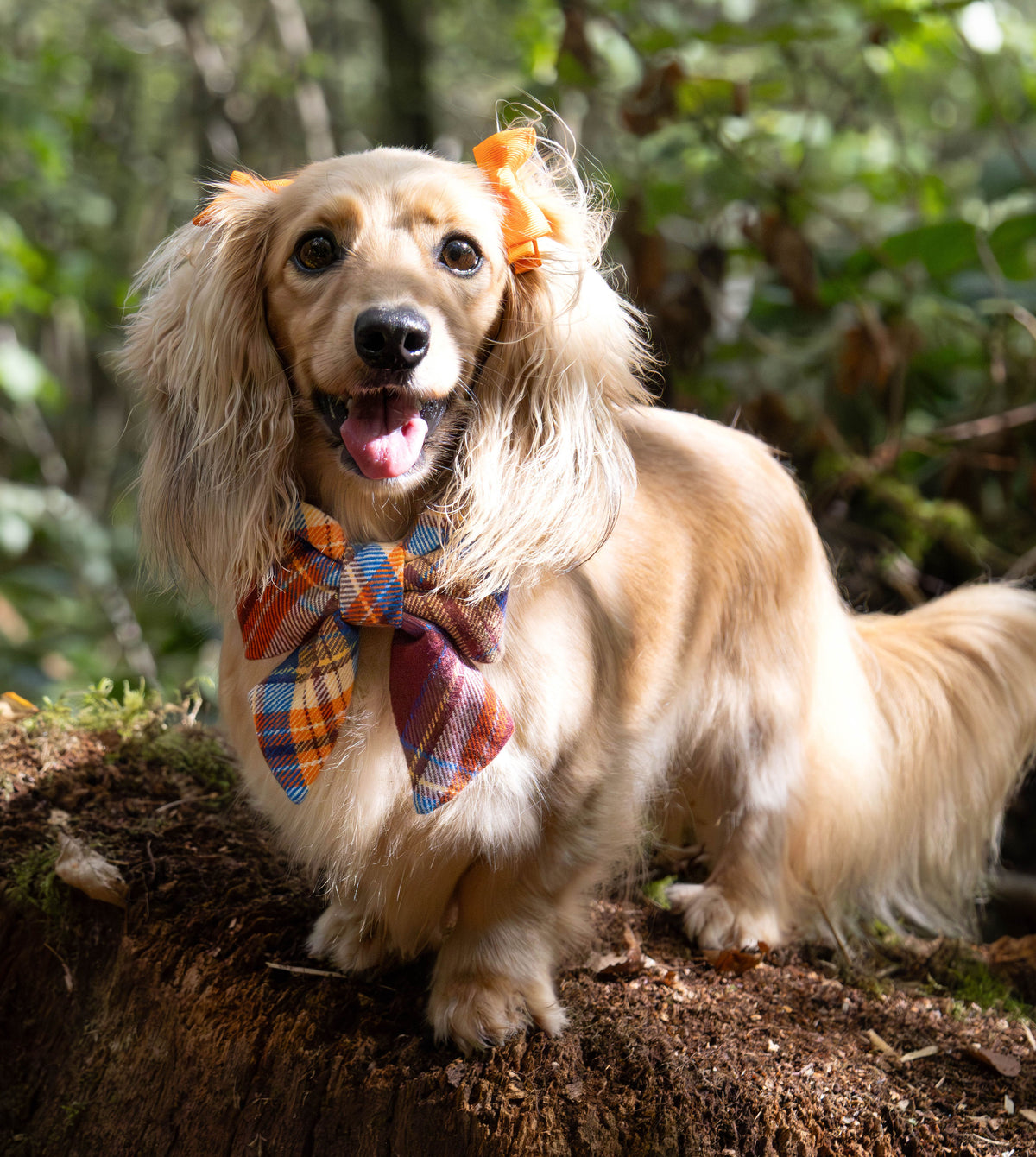 Marlow Plaid Flannel Lady Dog Bow