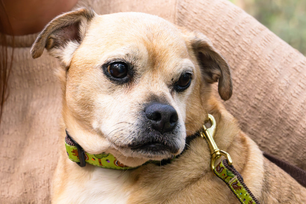Nuts Dog Collar