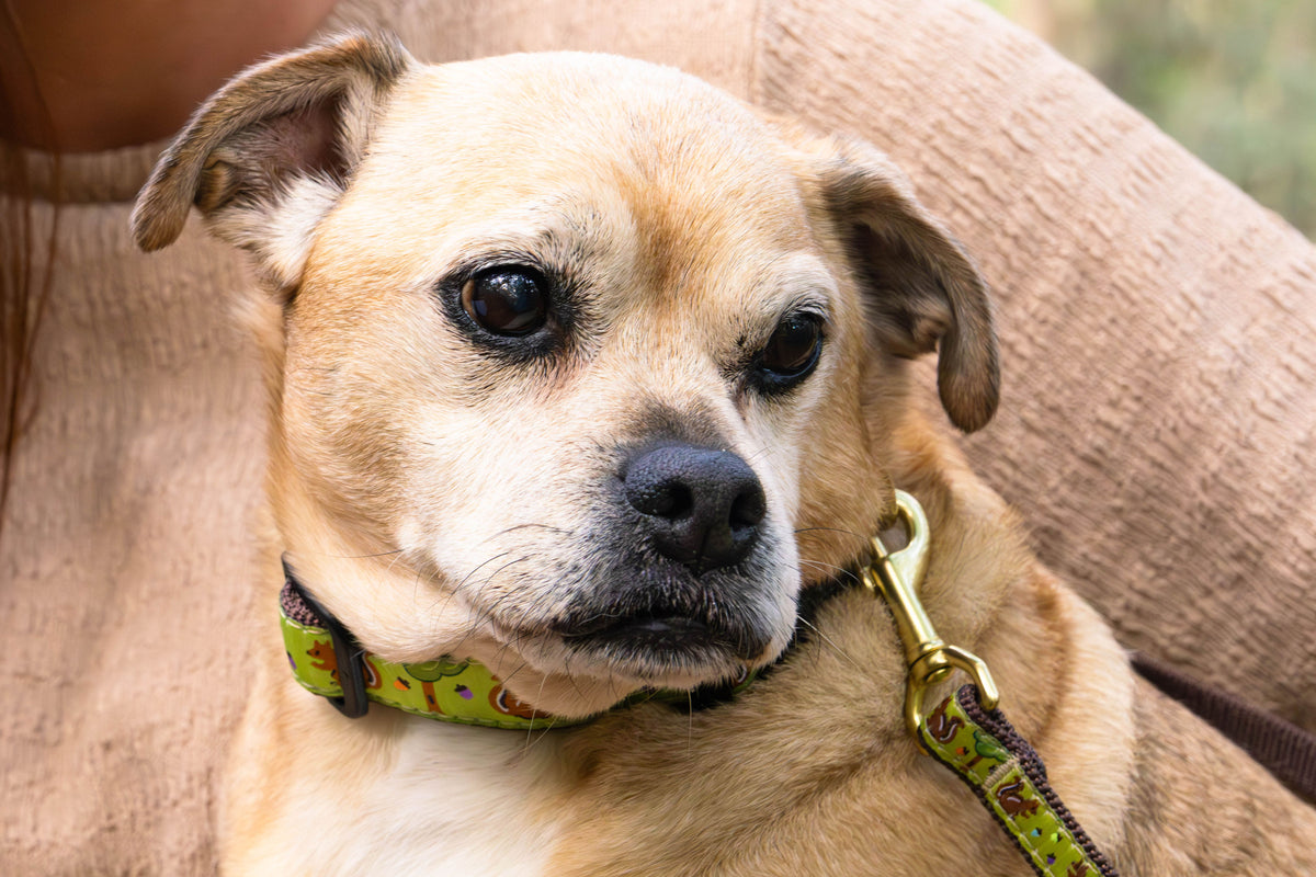 Nuts Dog Collar