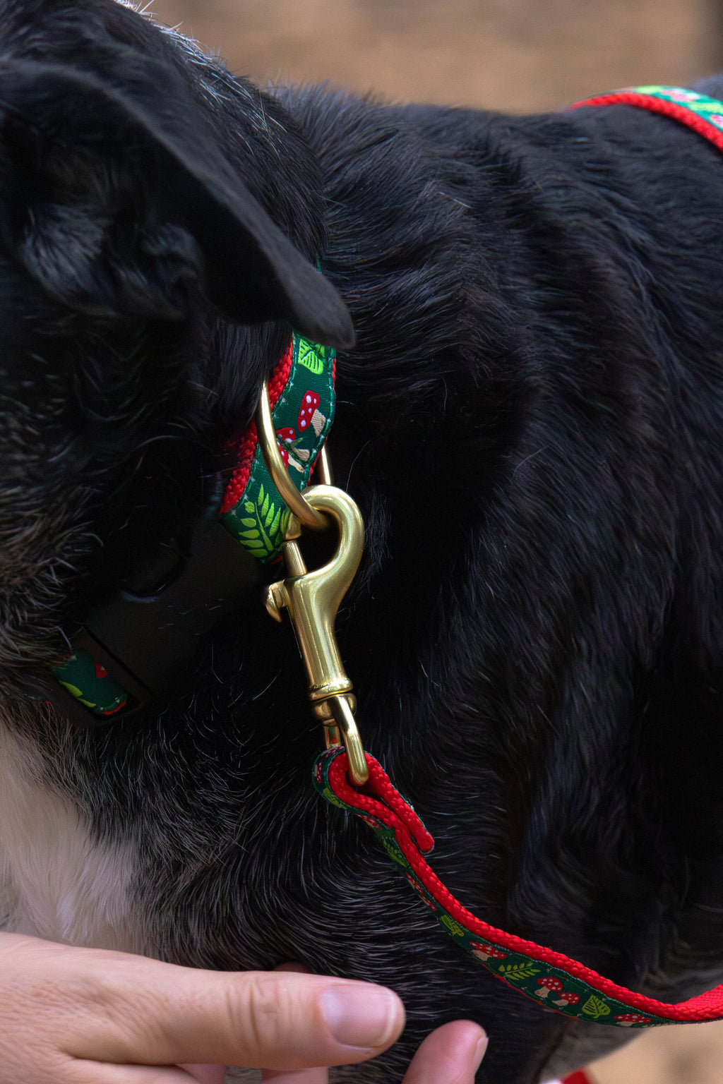 Mushrooms Dog Collar