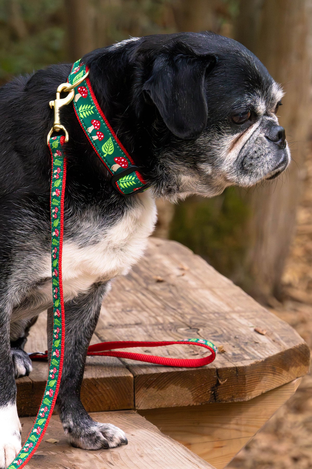 Mushrooms Dog Collar