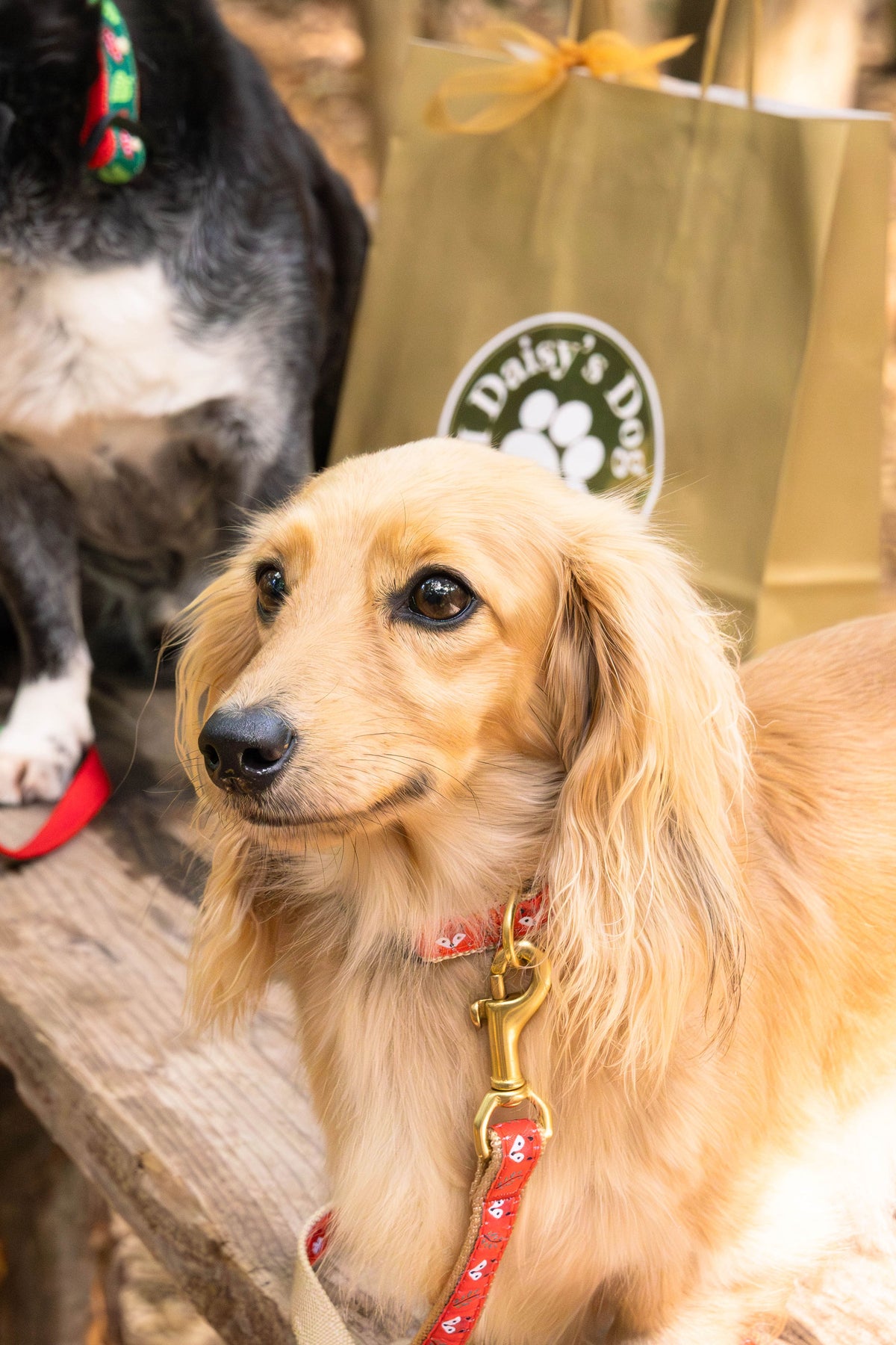 Foxy Fall Dog Collar