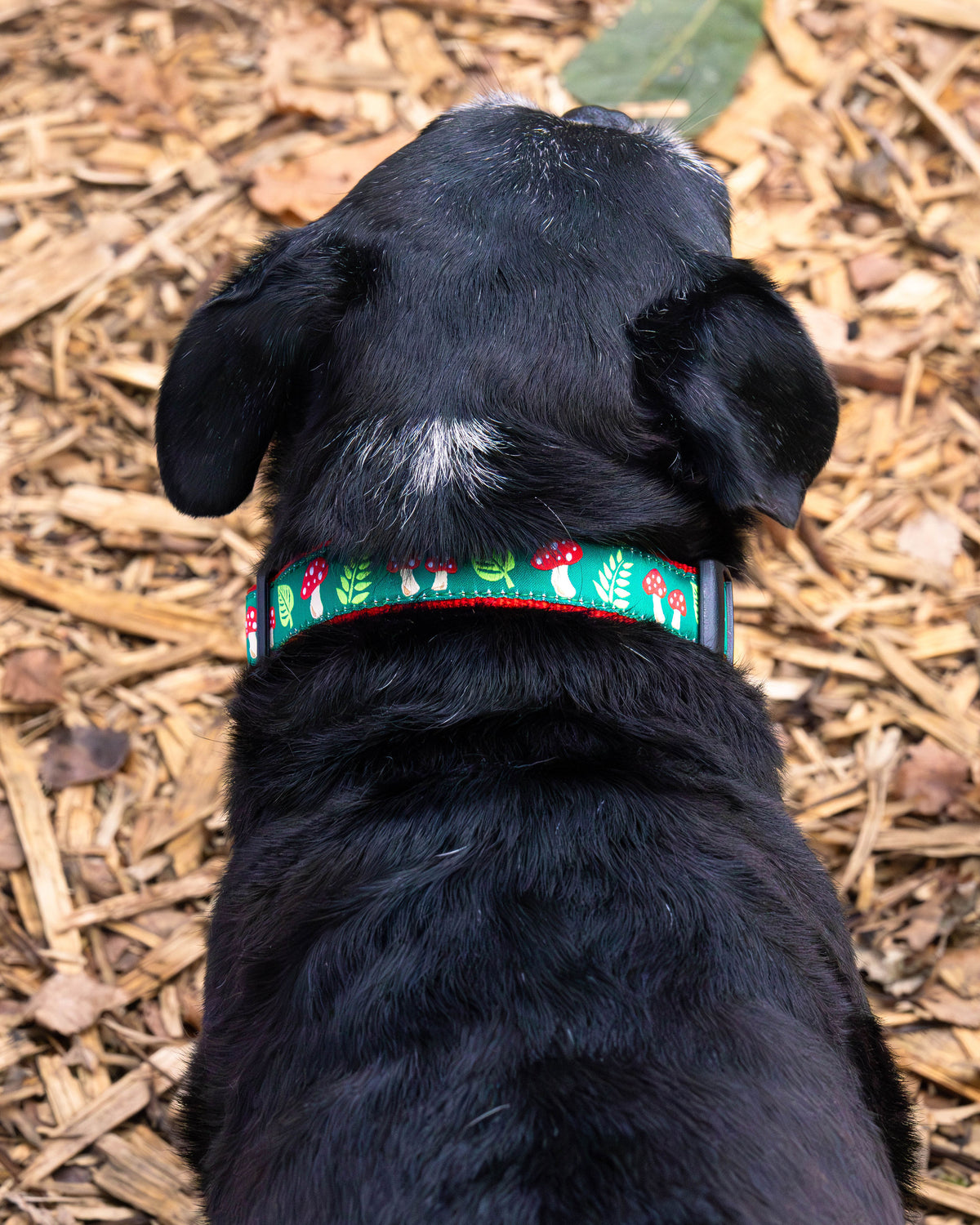 Mushrooms Dog Collar