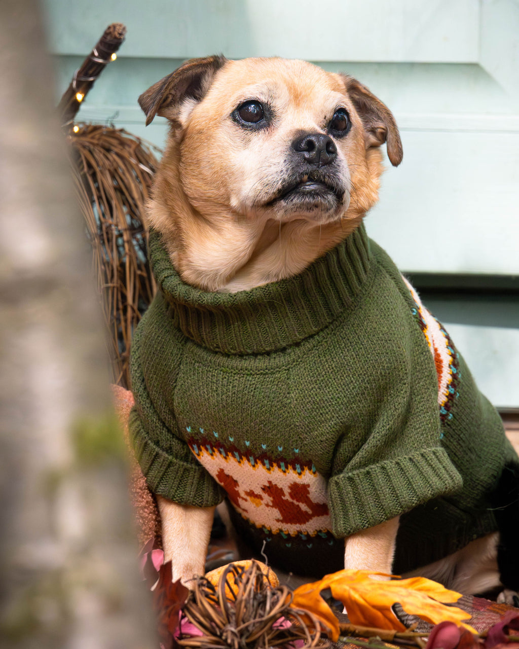 Squirrel Dog Sweater