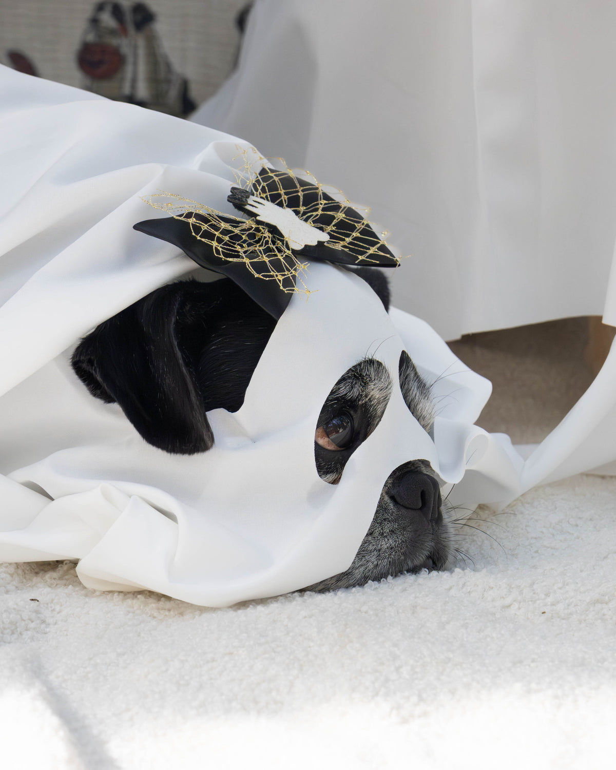Ghost dog costume