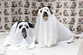 Ghost dog costume