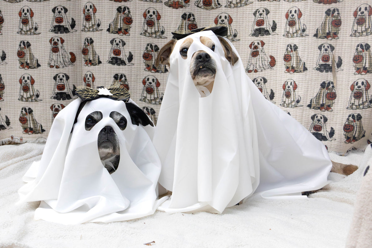 Ghost dog costume