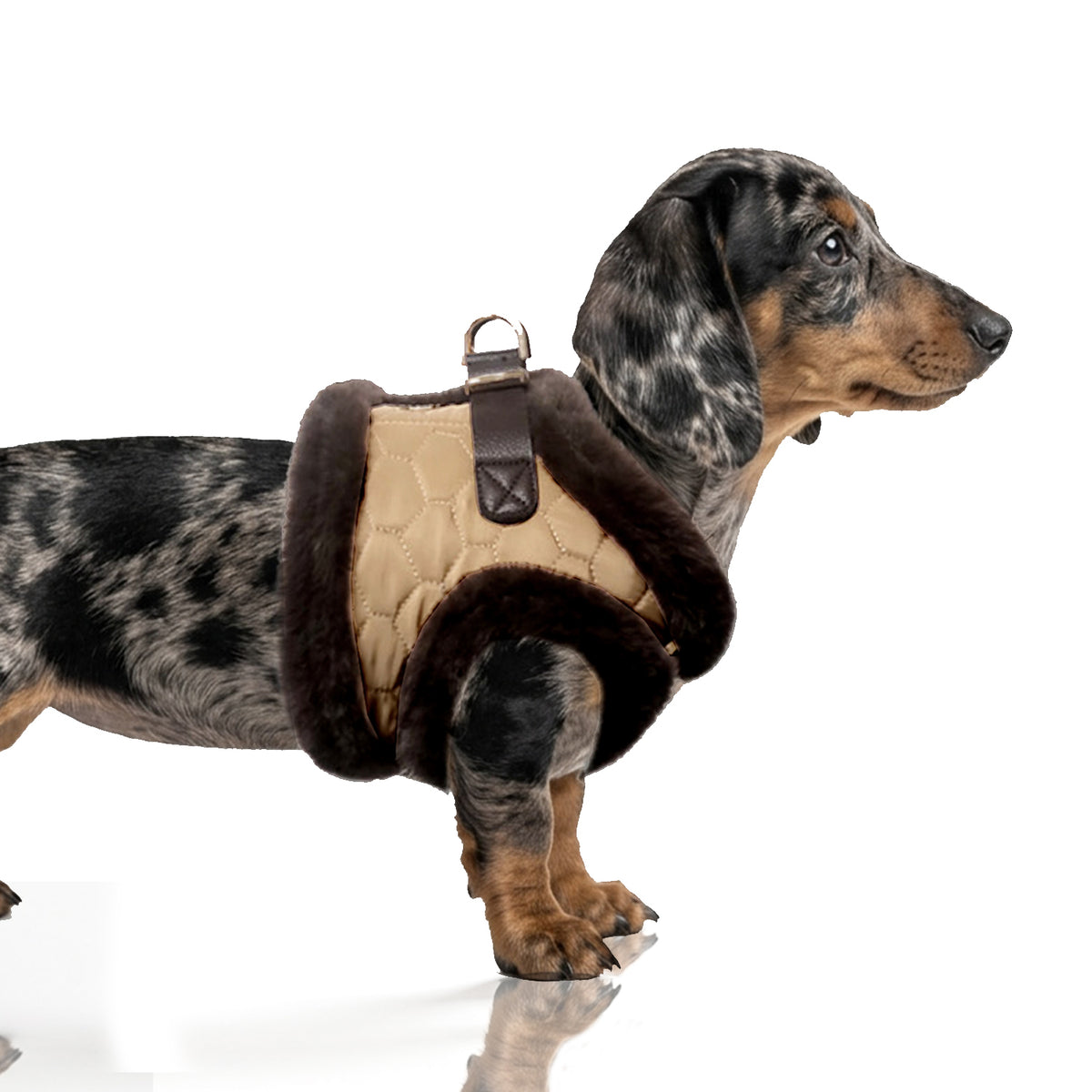 Monty Toffee fur dog harness