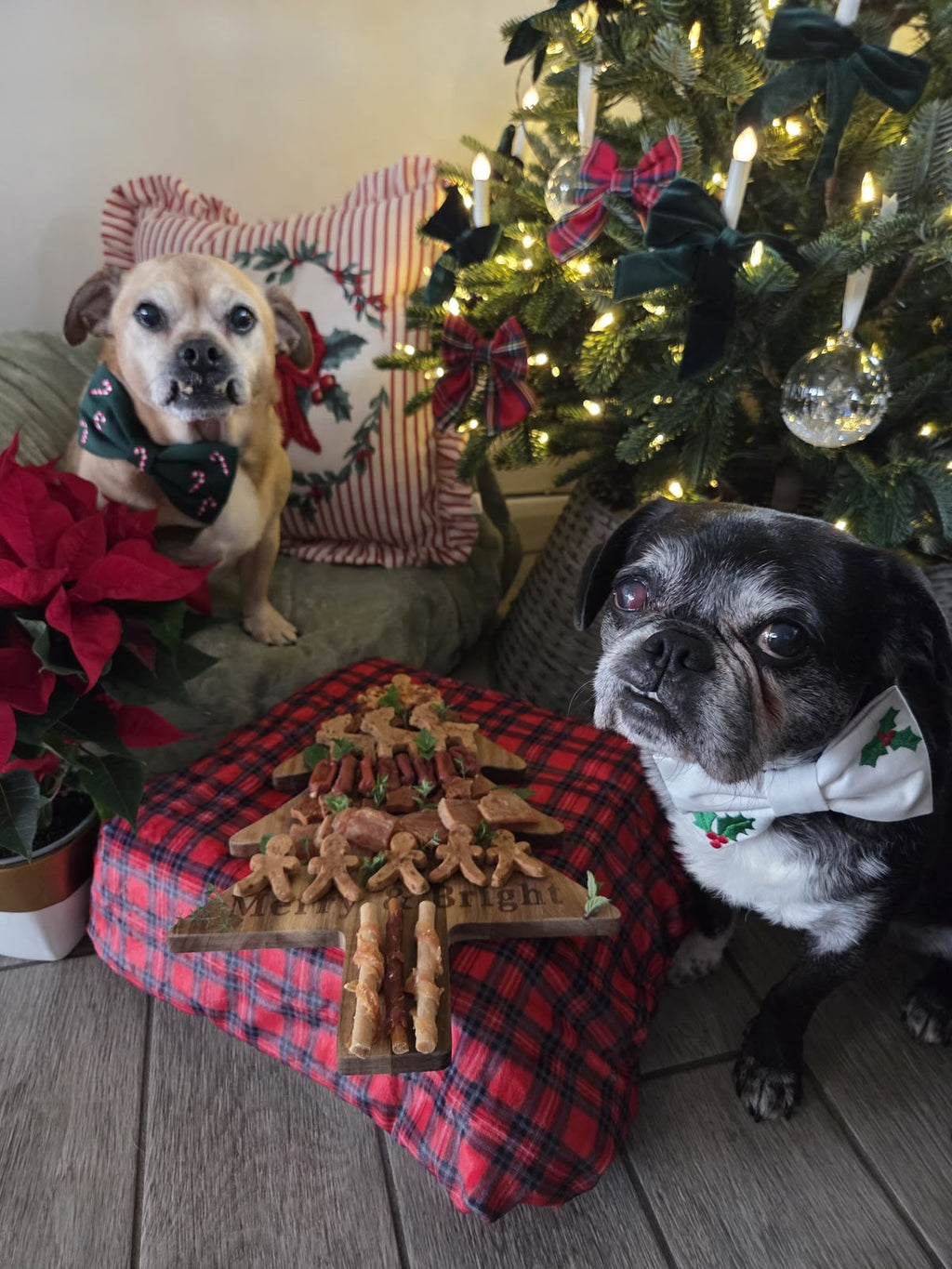 Natural Selection Box for Dogs