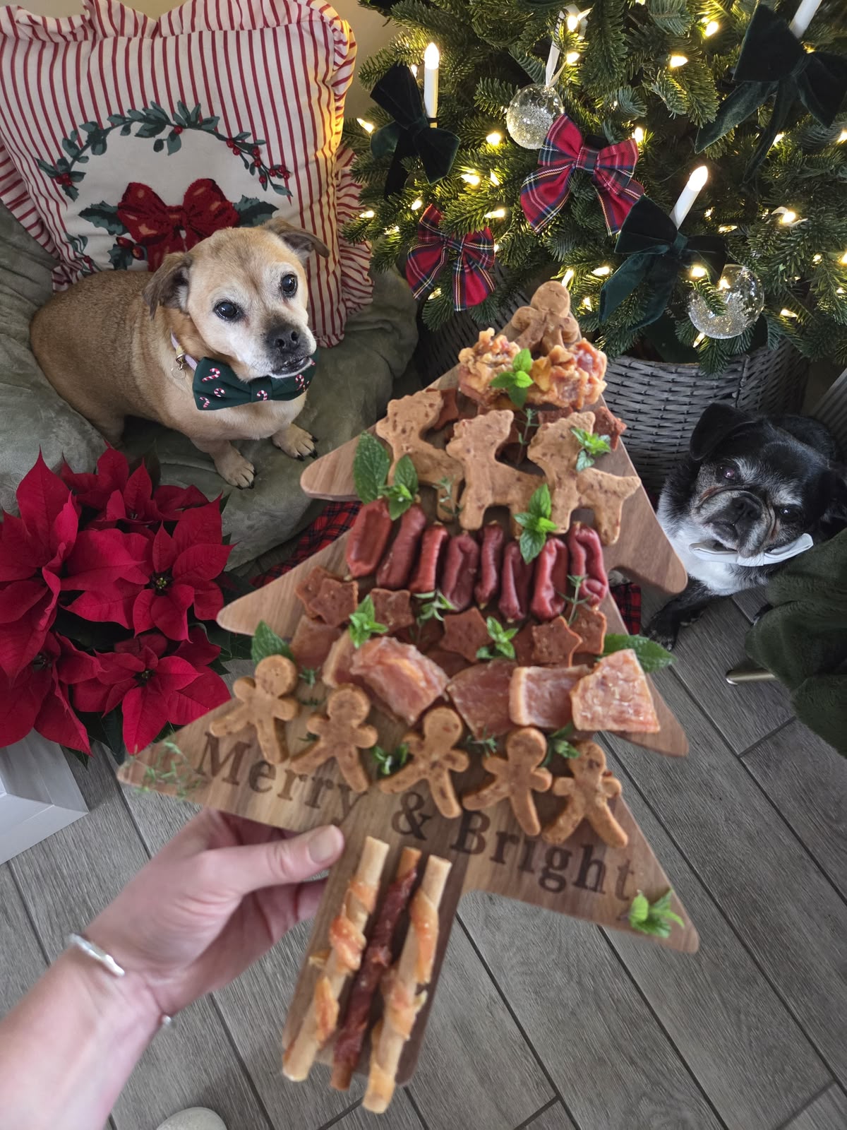 Natural Selection Box for Dogs