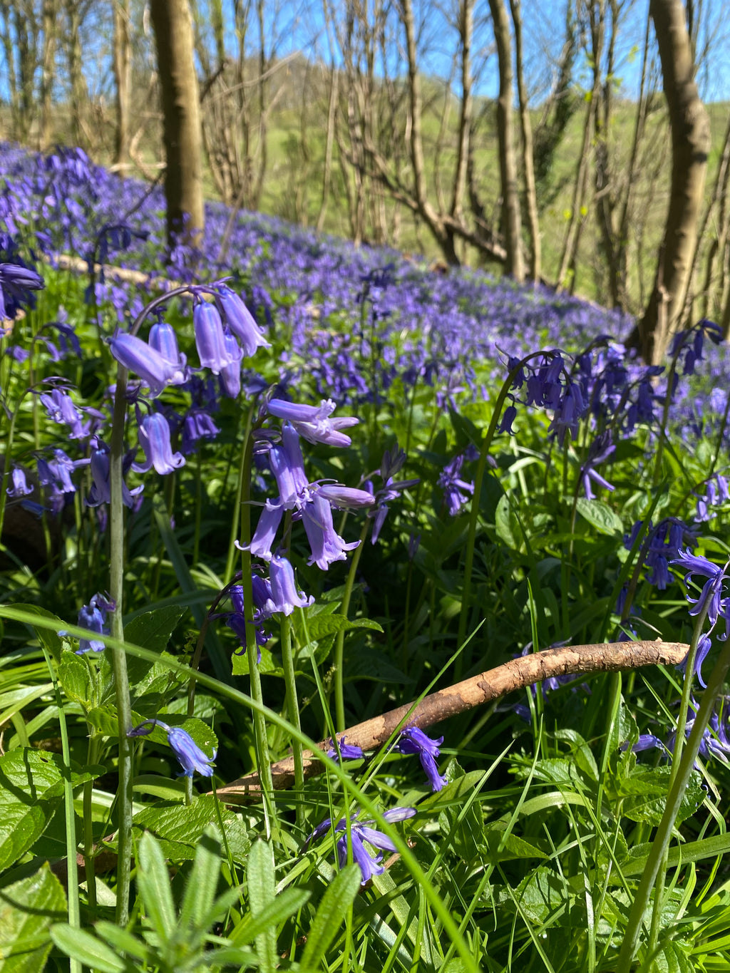 Daisy’s Bluebells and Bubbles dog walk