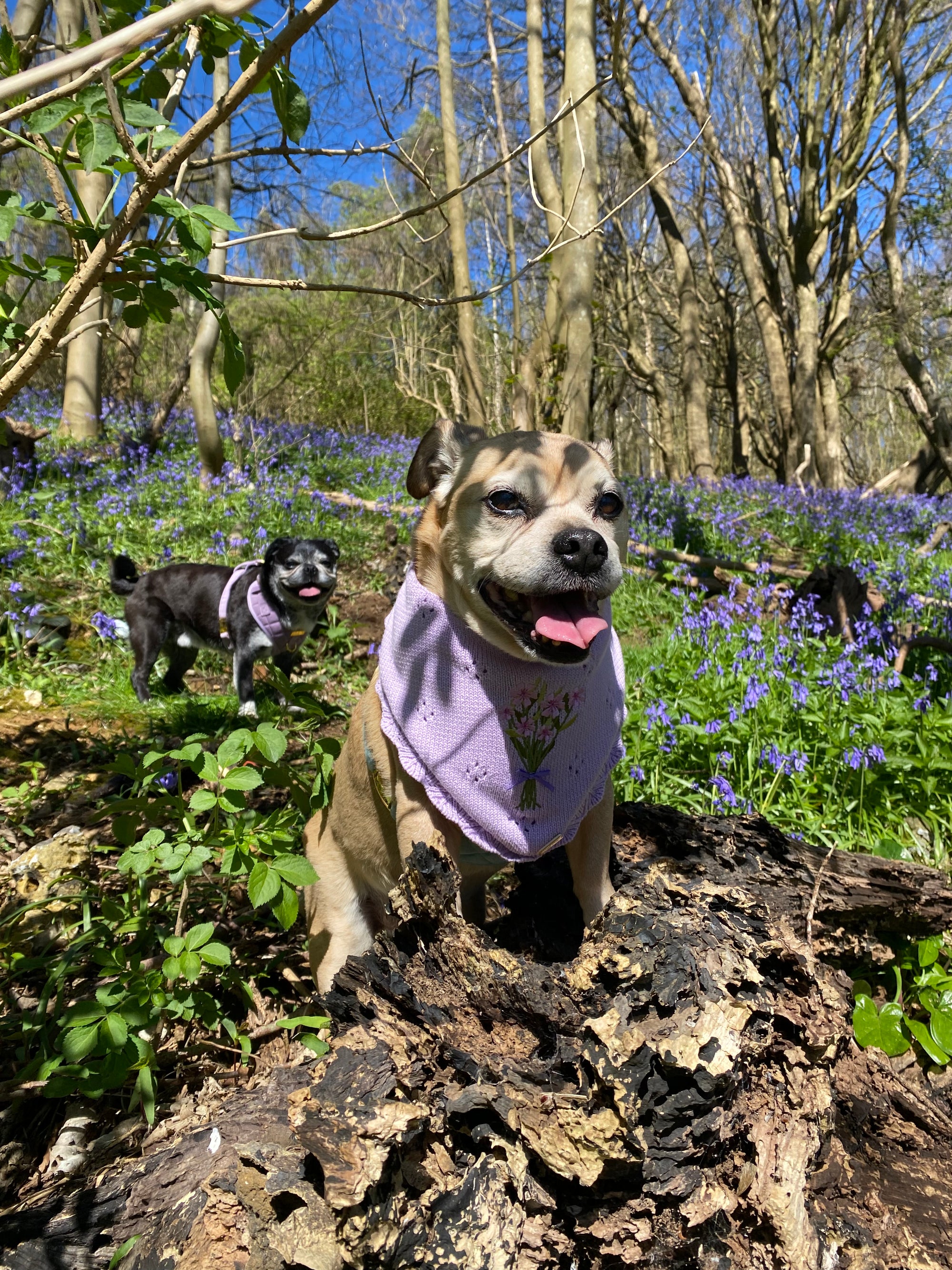 Daisy’s Bluebells and Bubbles dog walk