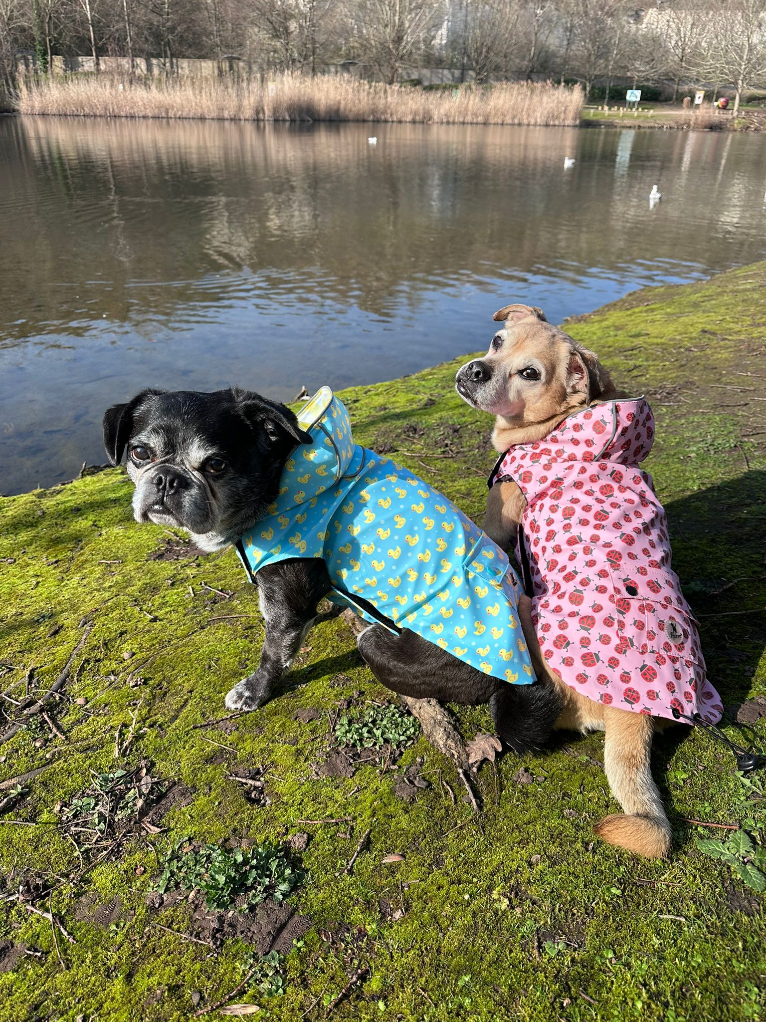 London Ladybugs Raincoat
