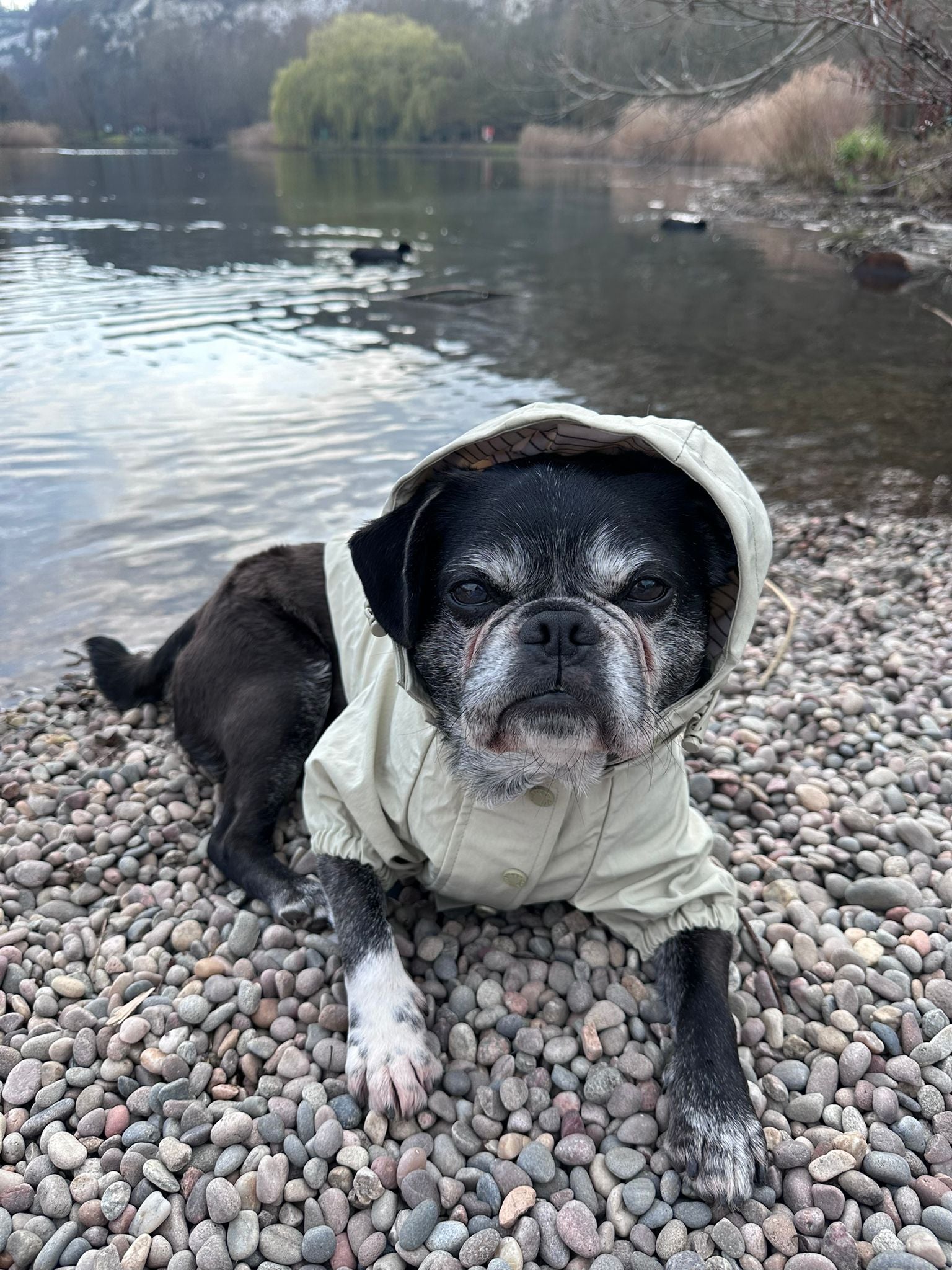 Sage Dog Raincoat