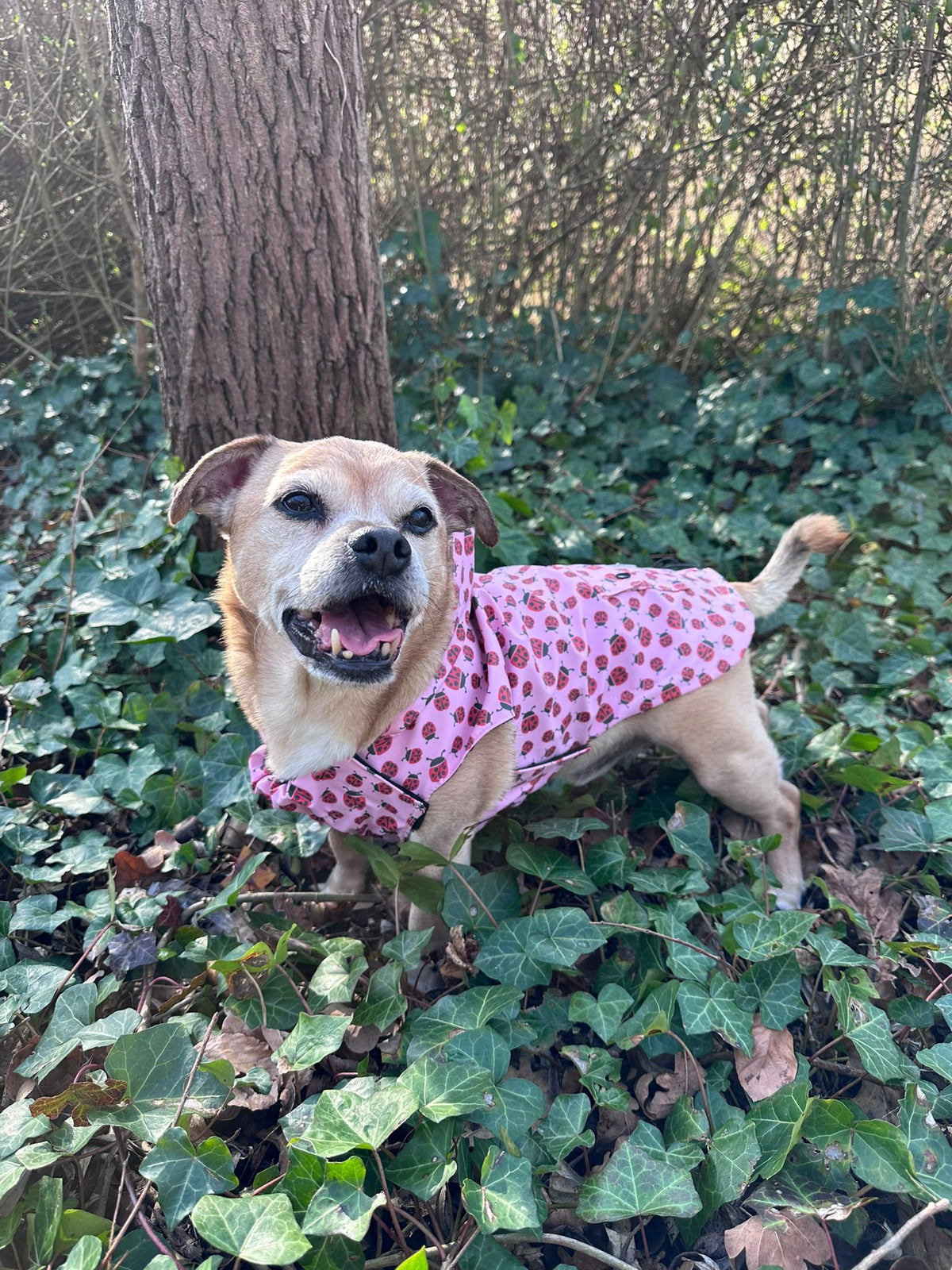 London Ladybugs Raincoat