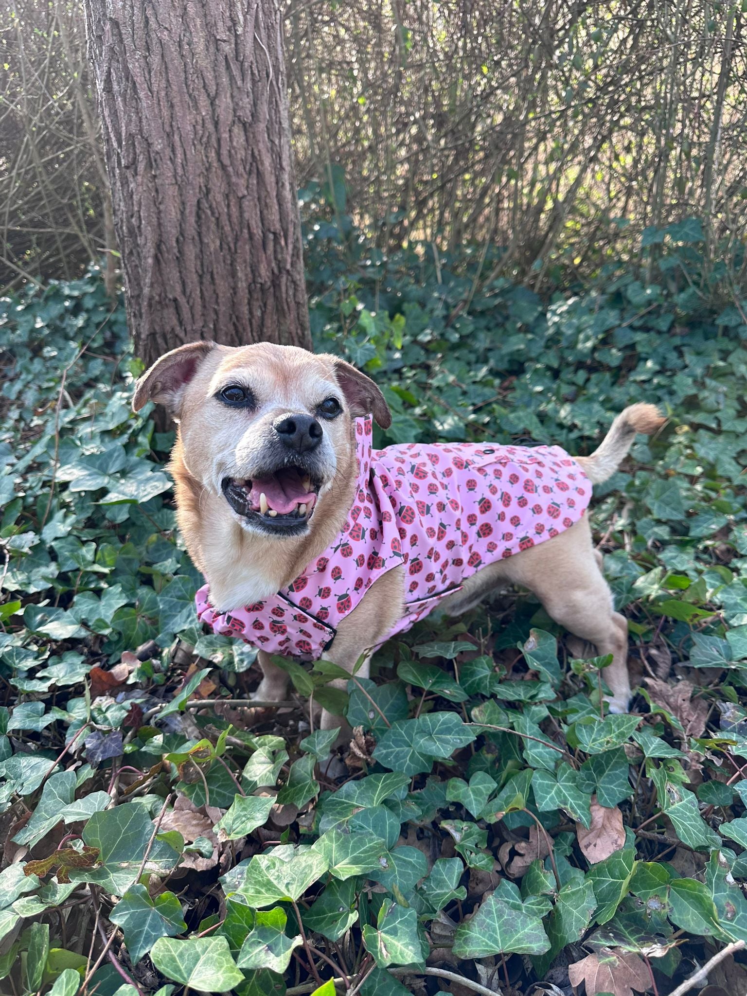 London Ladybugs Raincoat
