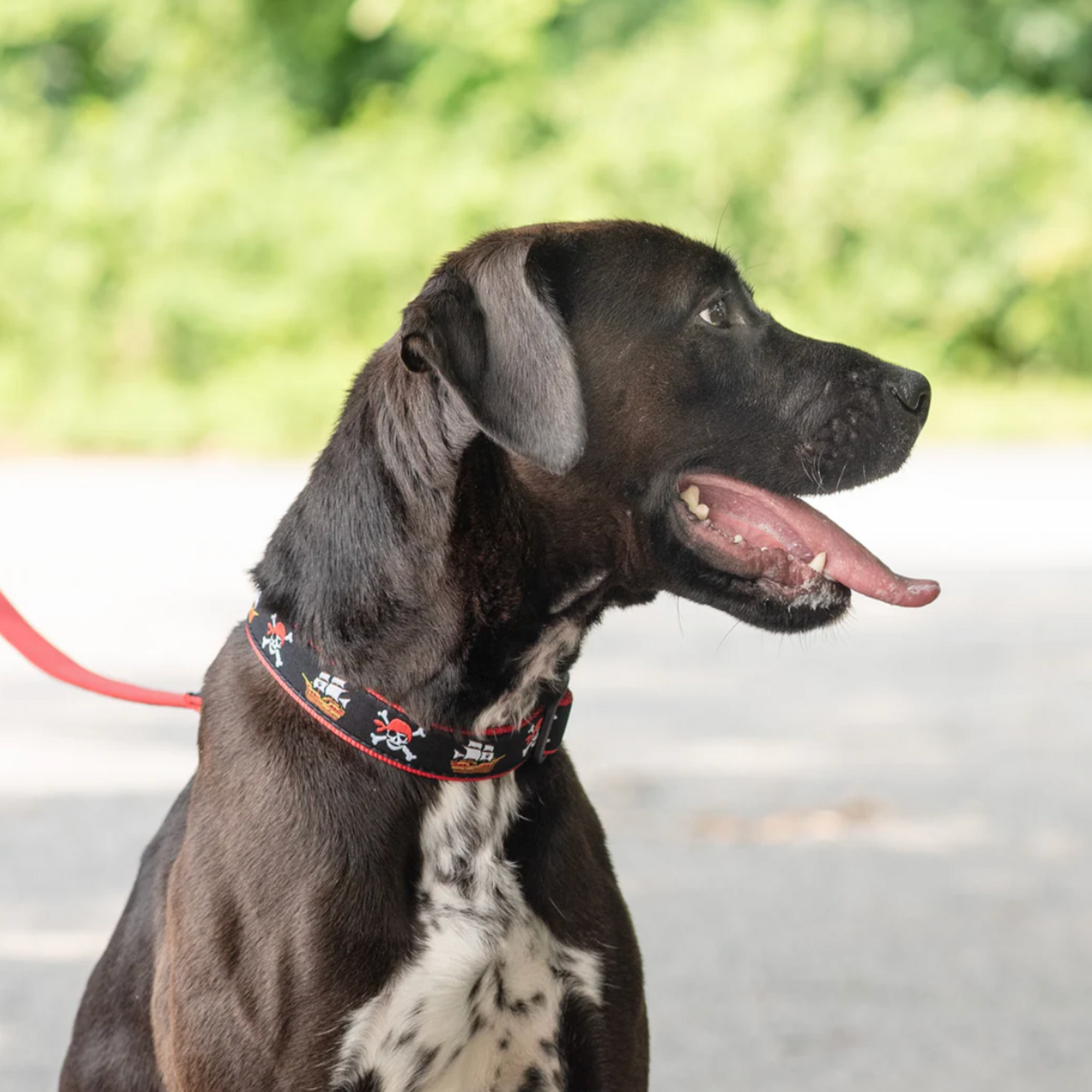 Pirate collar