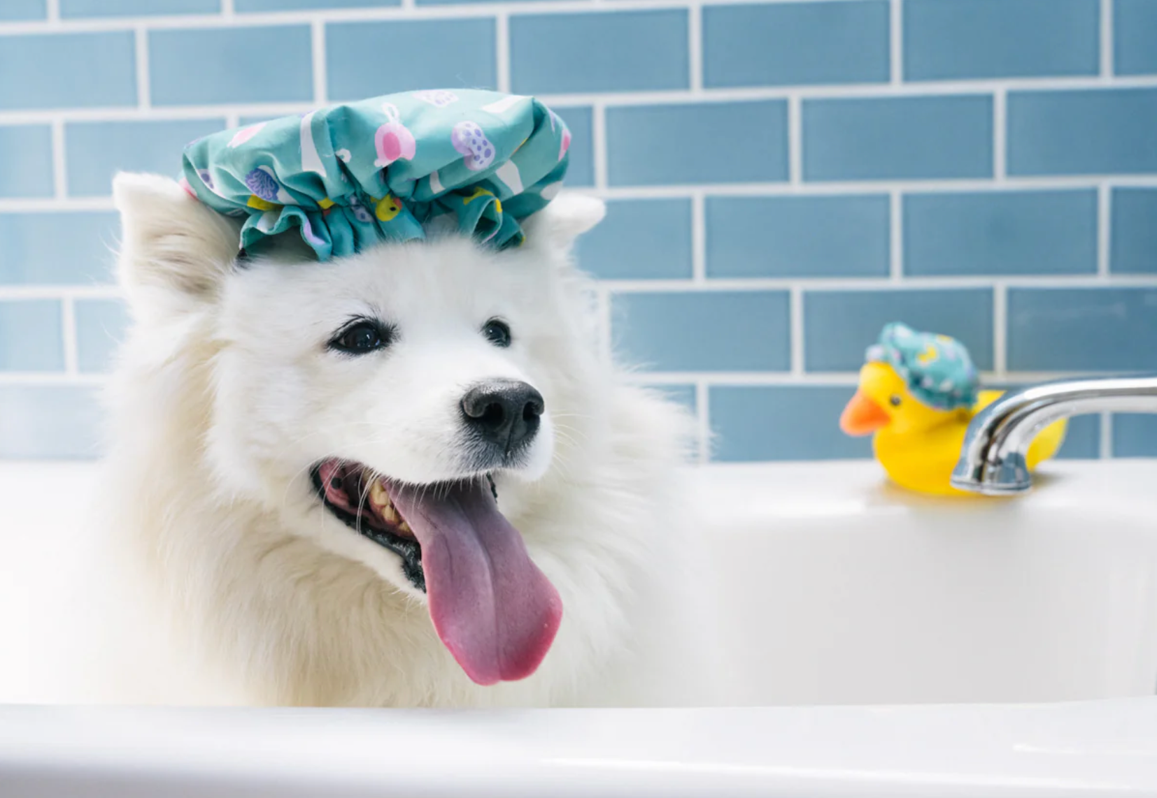 Shower Quack