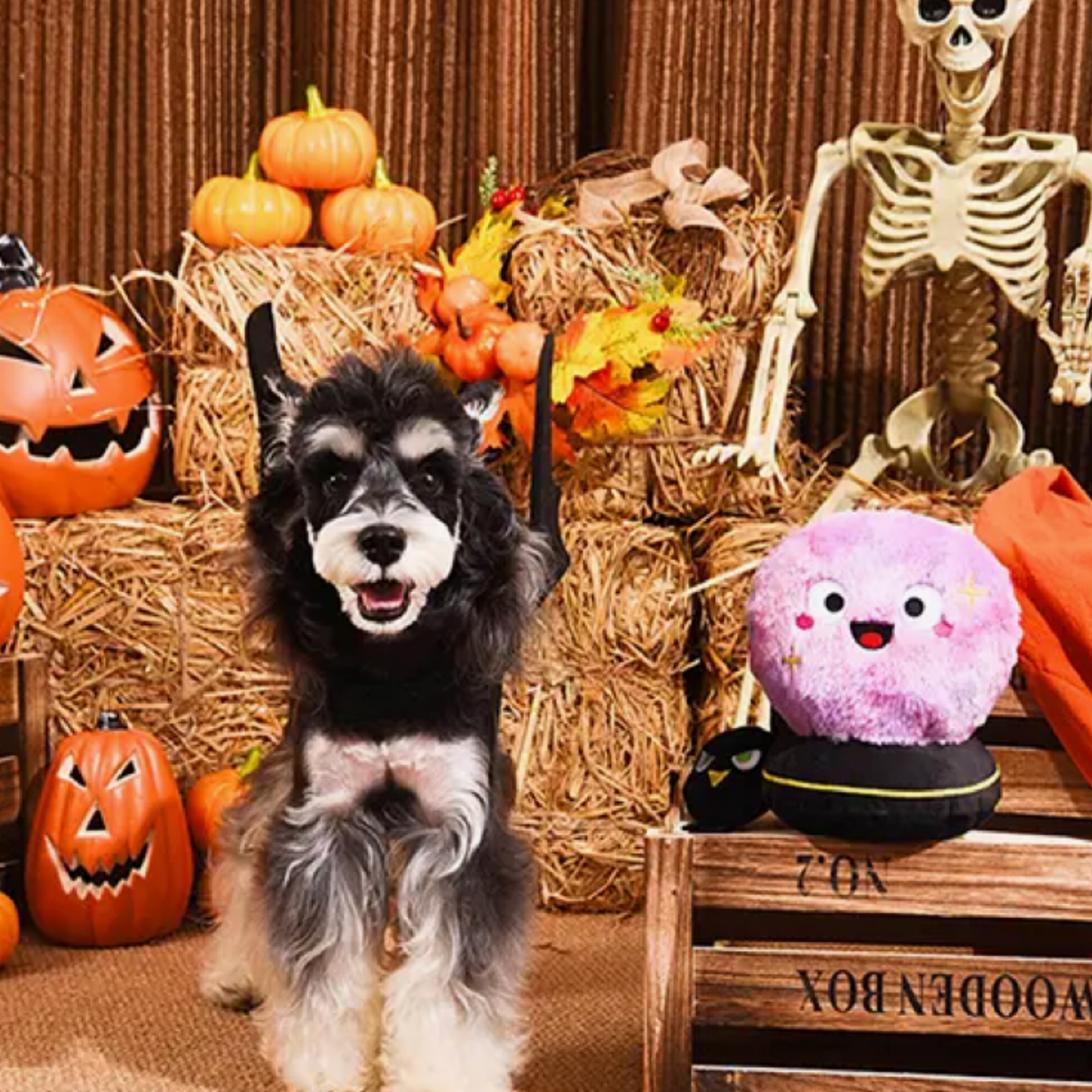 Withy dog Chrystal Ball toy