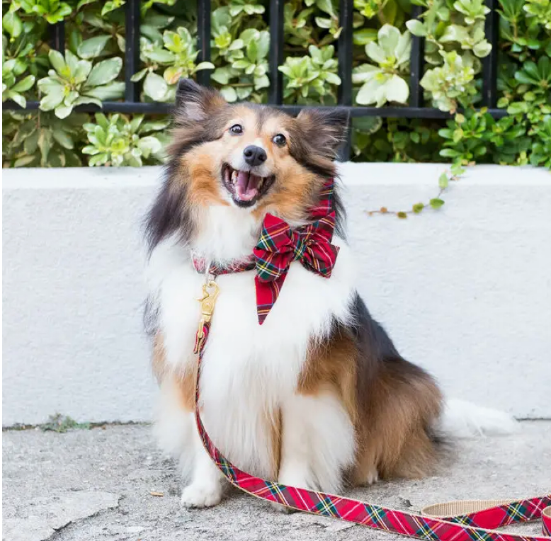 Scottish Tartan Belle bow dog  collar