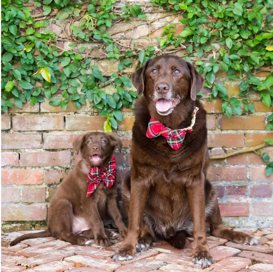 Scottish Tartan Belle bow dog  collar