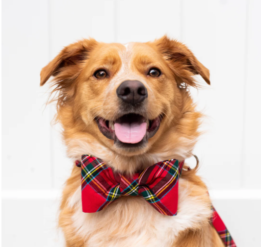 Scottish tartan bow tie  dog collar