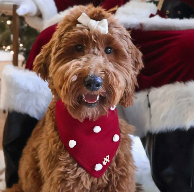 Luxury Holiday cheer knitted  dog bandana