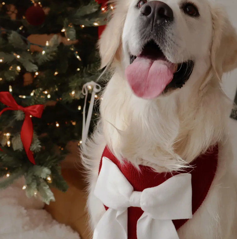 Deluxe pup knitted bandana- Noel-White Large Bow