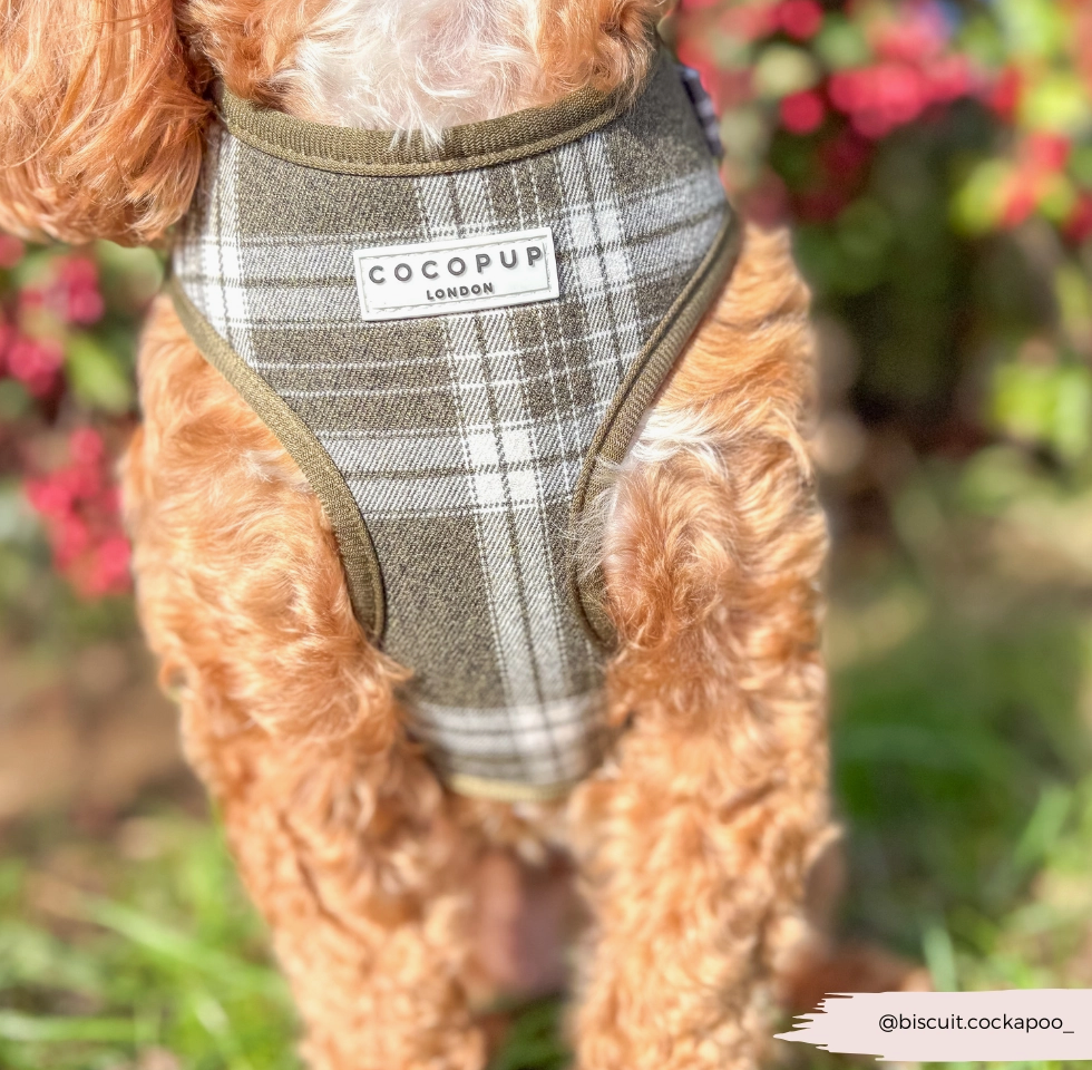 Cocopup Olive check harness