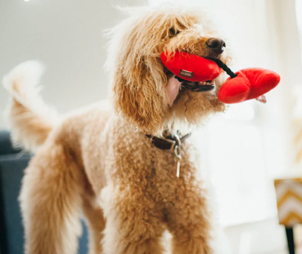 Fur-ever love hearts rope dog toy