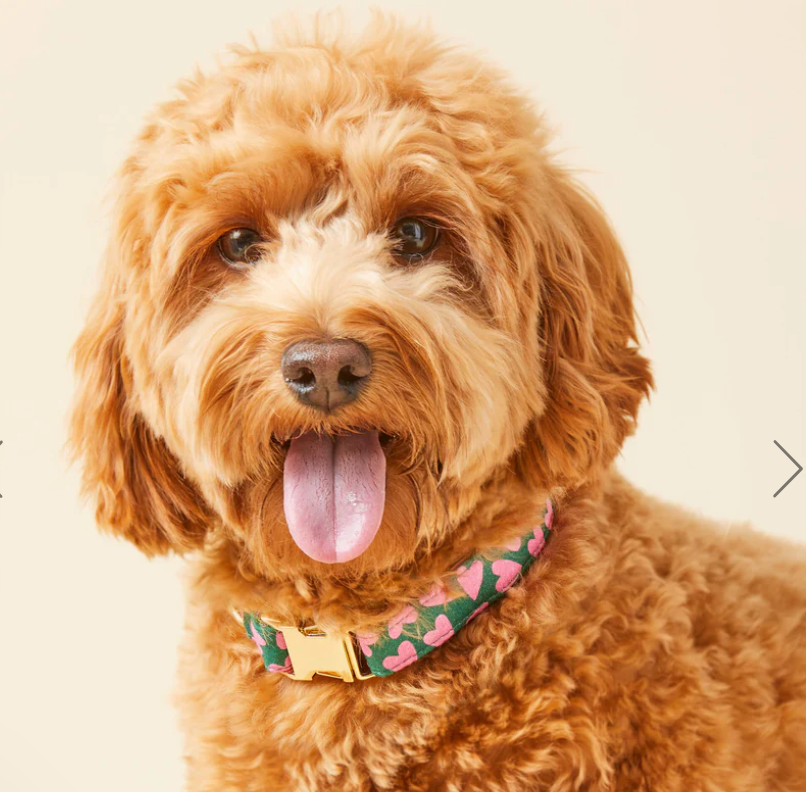 Lovestruck dog collar