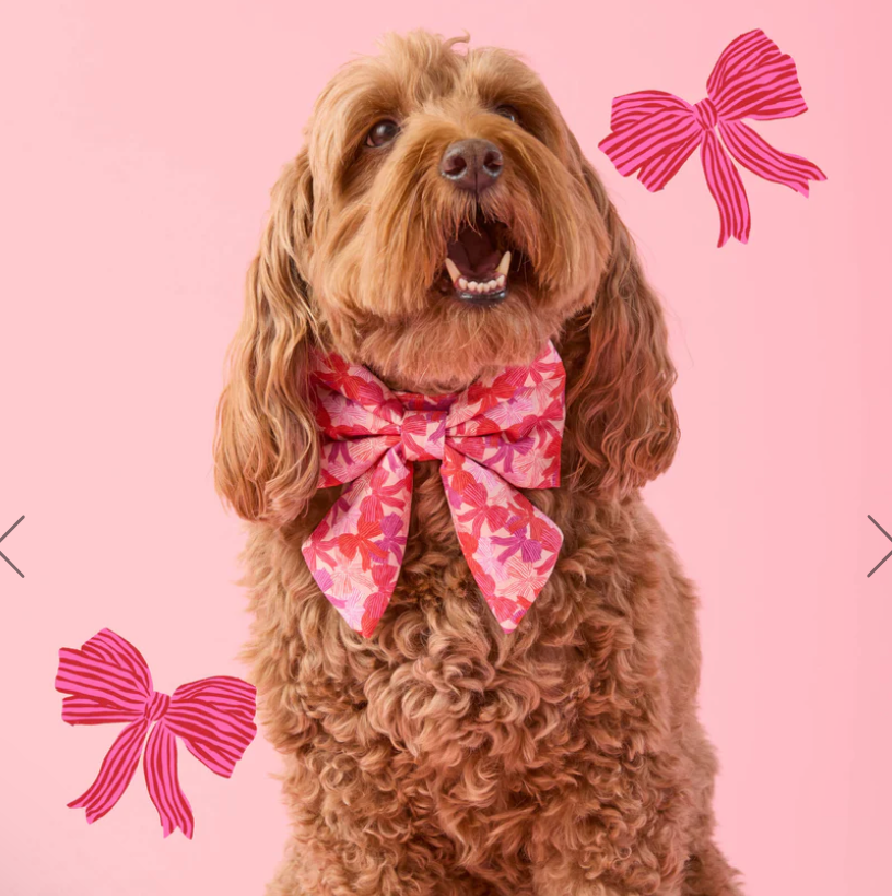 Take a Bow Dog Collar