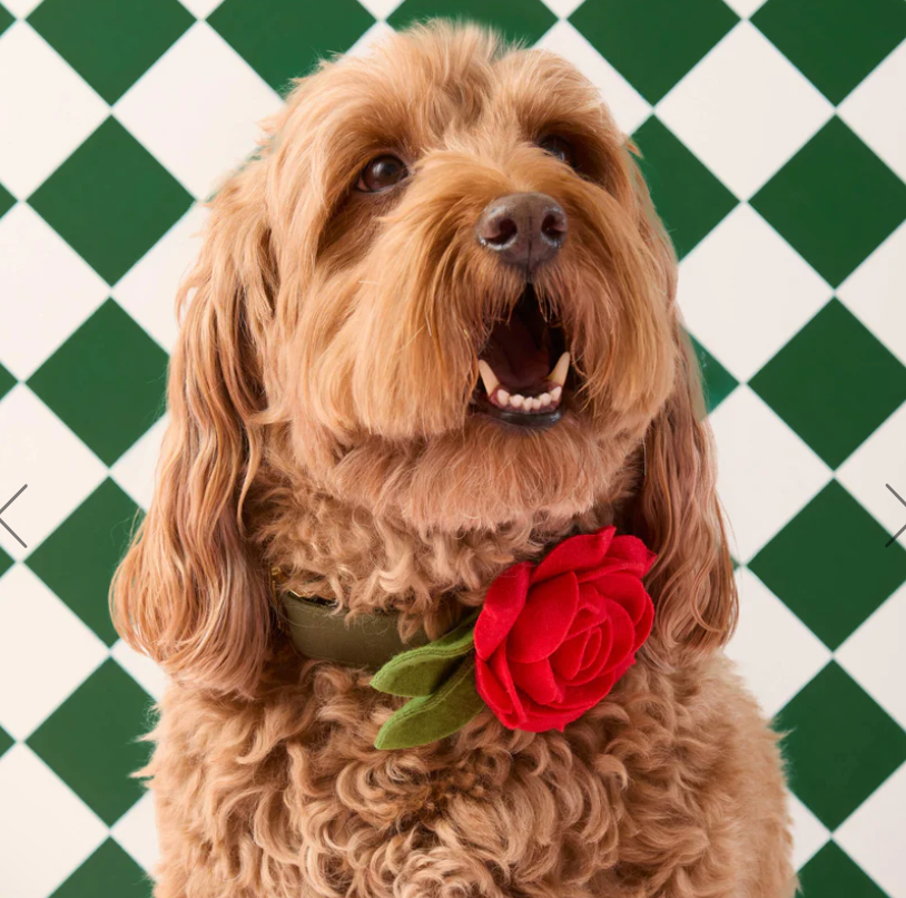 Red Rose Dog Collar Flower