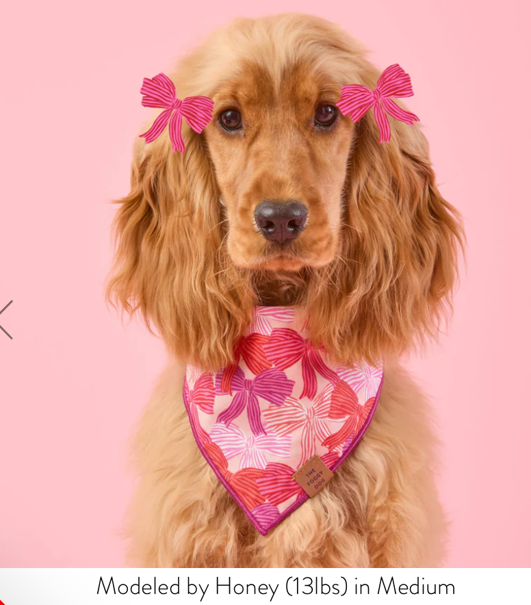 Take a Bow Dog Bandana