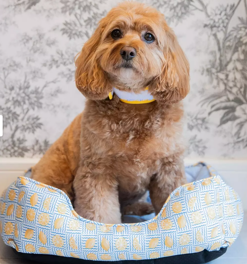 Lemon print cooling bed for dogs