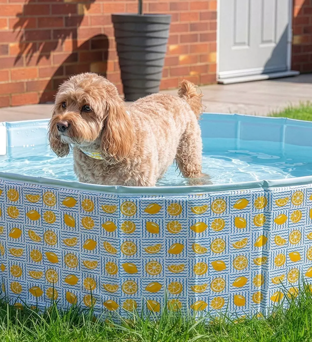 Dog paddling pool lemon